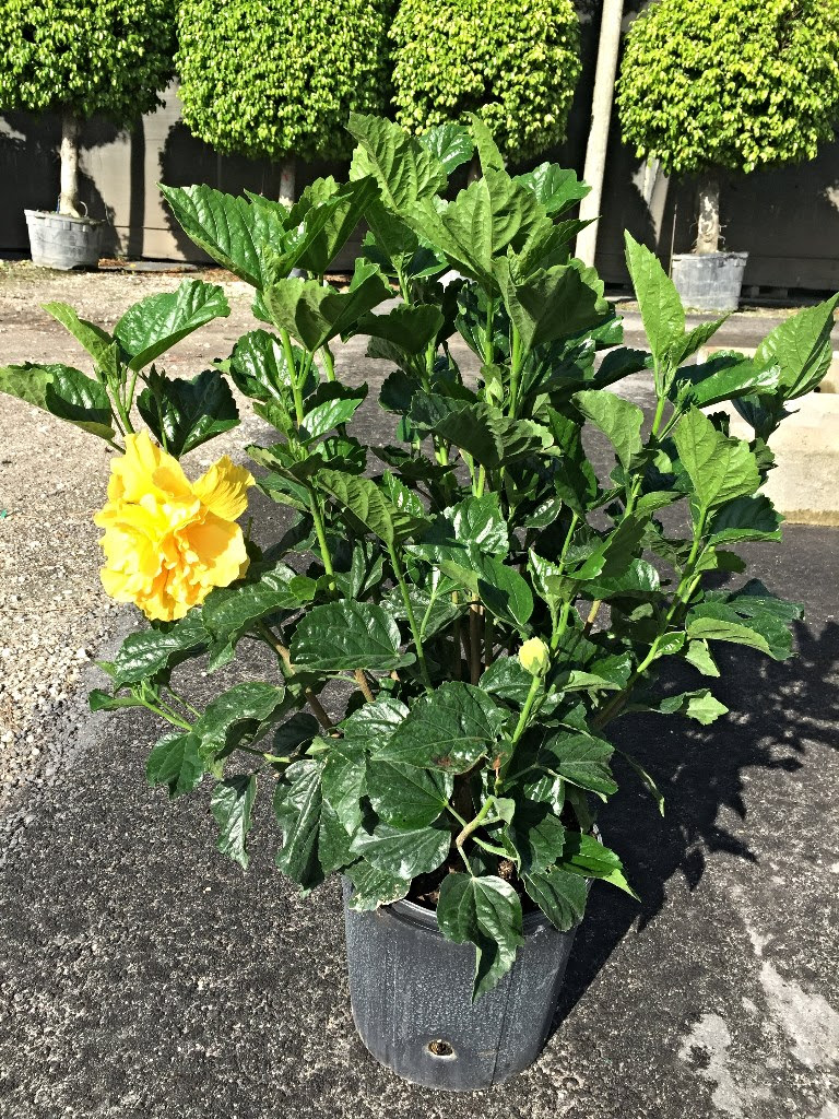 10" Hibiscus Yellow Double Delight Bush